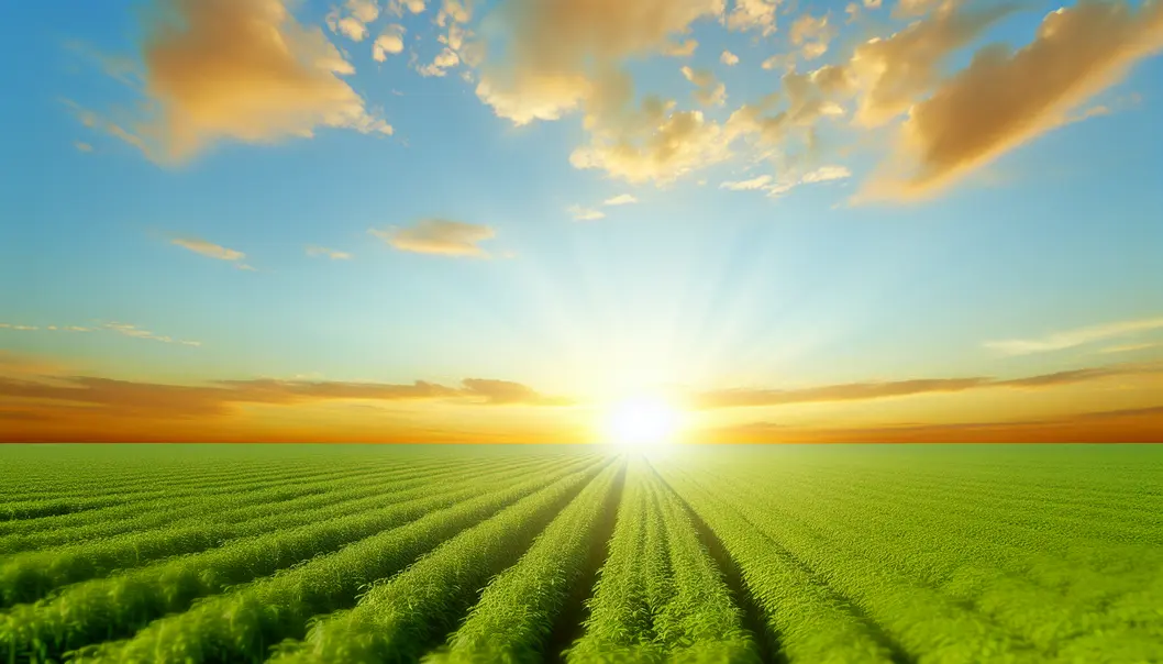 A verdant crop field with a sunrise backdrop, showcasing agricultural abundance.