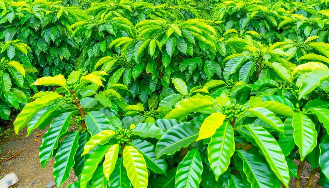 Cây cà phê ở Mai Sơn phát triển mạnh mẽ nhờ phân bón NPK.