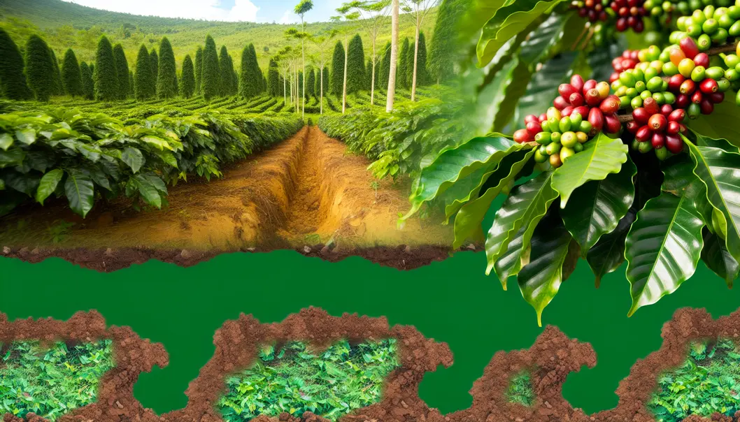 Vườn cà phê xanh tươi ở huyện Mai Sơn, Sơn La.