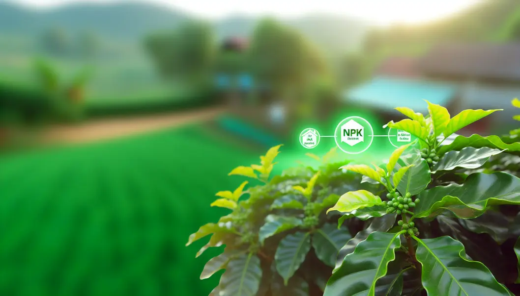 Cây cà phê xanh tốt nhờ phân bón NPK tại huyện Mai Sơn.