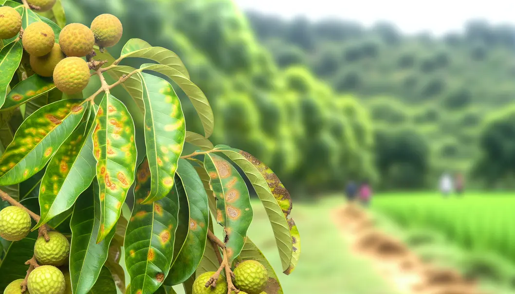 Common pests affecting longan trees in Sông Mã.