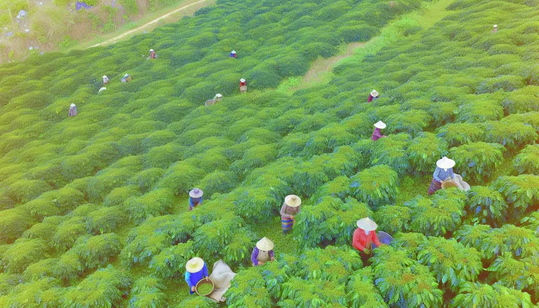 Cảnh đẹp của những đồi cà phê tại Mai Sơn, Sơn La, với những công nhân đang chăm chỉ thu hoạch.