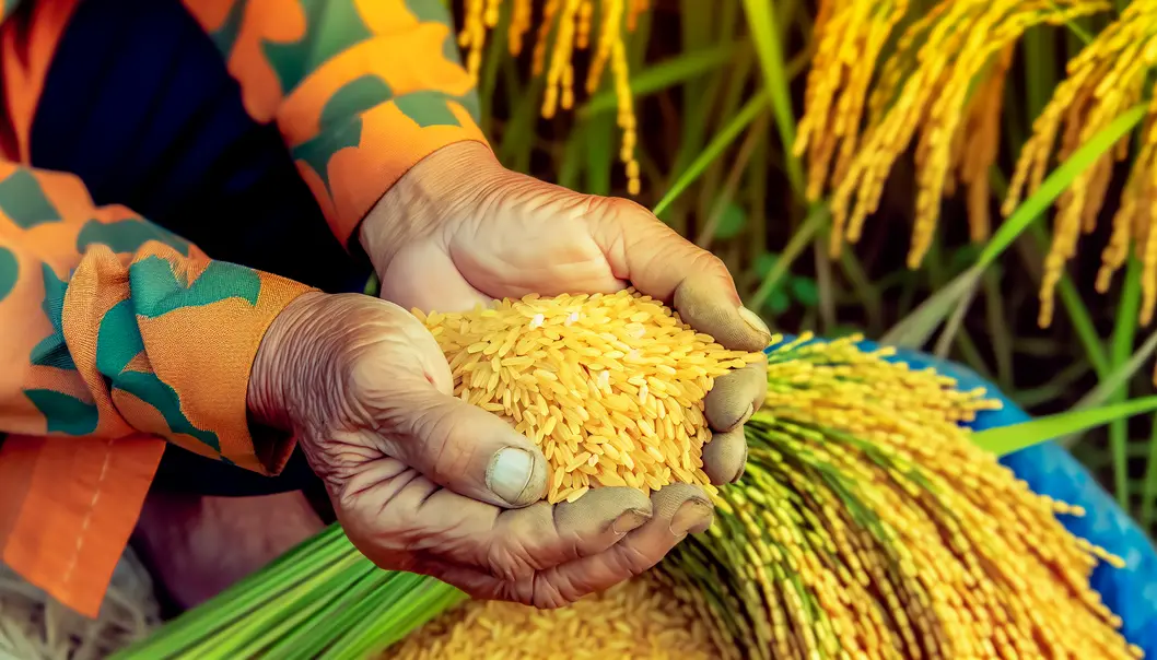 Hands of a farmer holding ripe rice grains, symbolizing harvest season in Moc Chau.