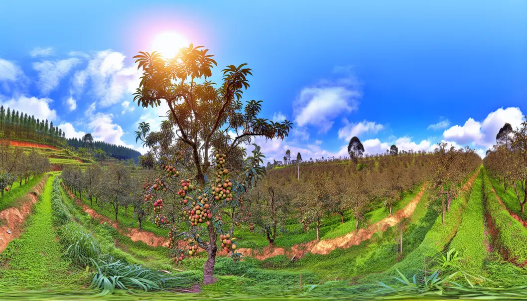 Panoramic view of a fruitful orchard in Sơn La with healthy trees.