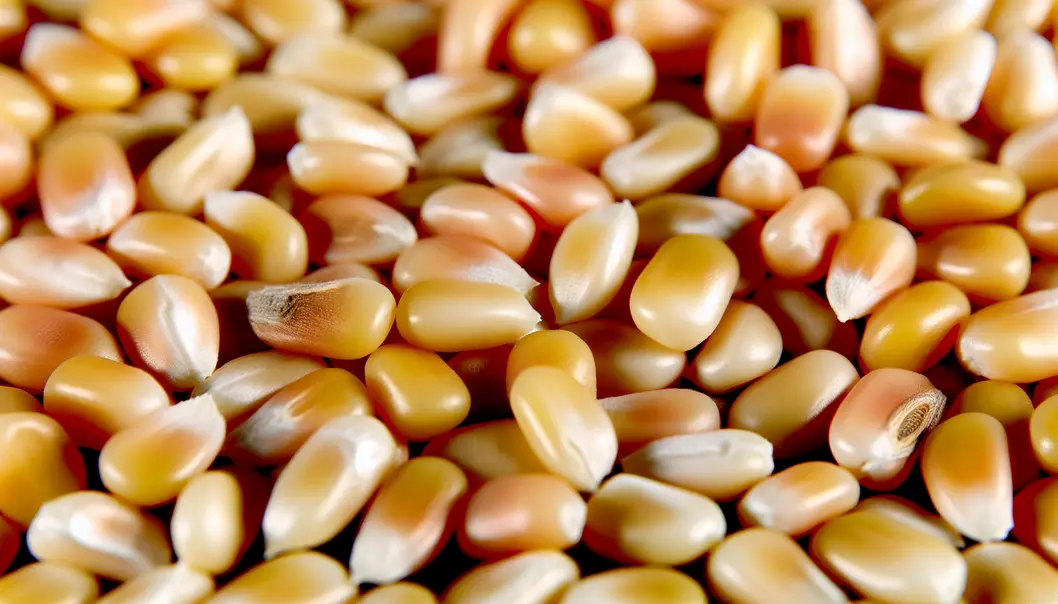 Cánh đồng ngô, dưa chuột, và bí đỏ xanh tốt tại Mộc Châu.