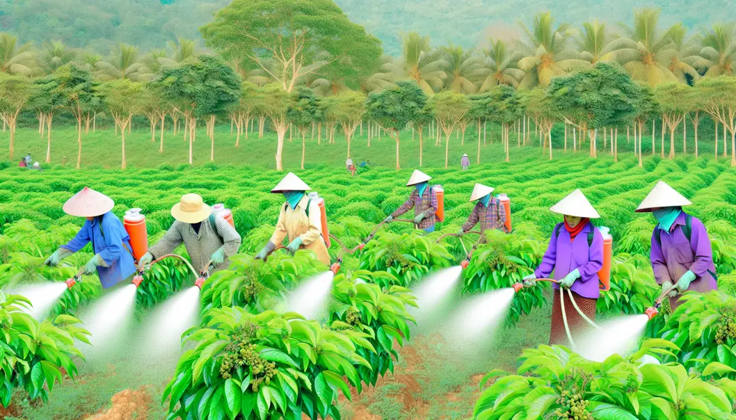 Vườn nhãn tại Lóng Phiêng được chăm sóc kỹ lưỡng.