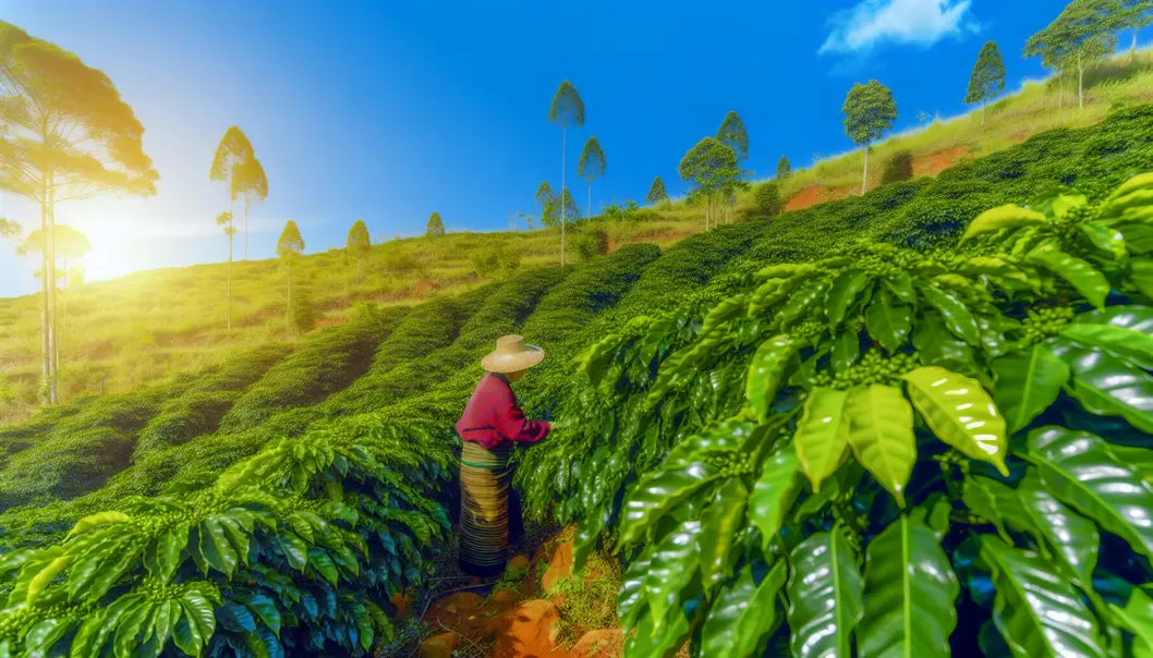 Mai Sơn, Sơn La – vùng đất trồng cà phê xanh tươi.