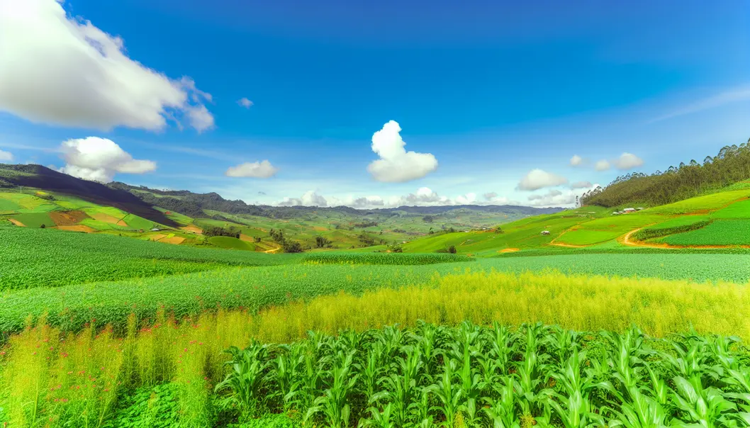 Một cánh đồng ngô và dưa chuột xanh tốt tại Mộc Châu.