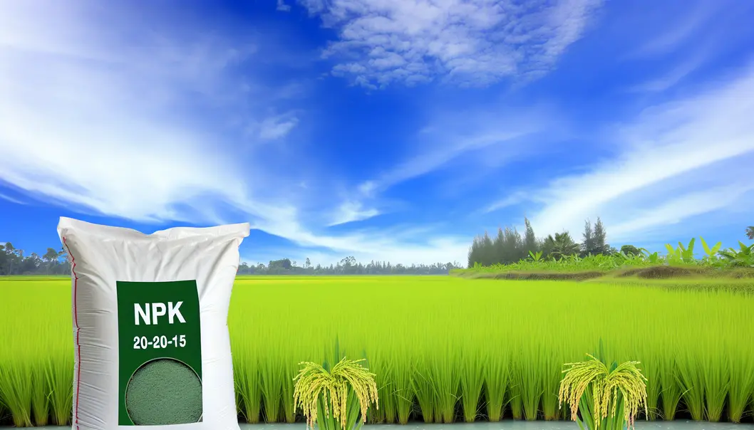 Cánh đồng lúa tại Mộc Châu xanh tốt nhờ phân bón NPK Đầu Trâu 20-20-15.