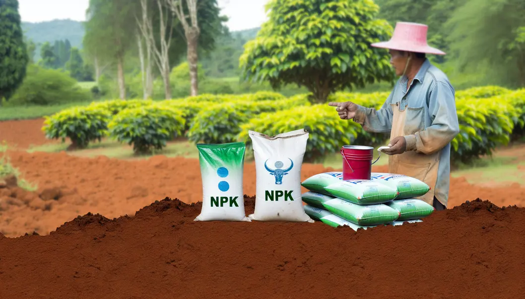 Thông tin về điều kiện phát triển cây cà phê tại Mai Sơn, Sơn La.