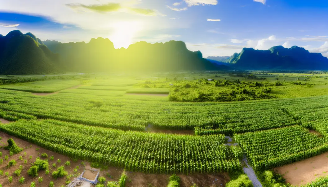 Một cánh đồng ngô xanh tốt tại Sơn La, minh họa sự phát triển bền vững nhờ phân bón hữu cơ.