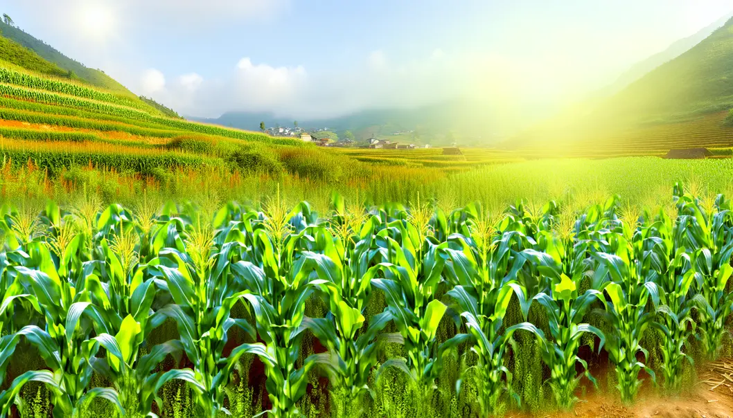 Cánh đồng Mộc Châu bạt ngàn với giống ngô và đậu nành được chọn lọc.