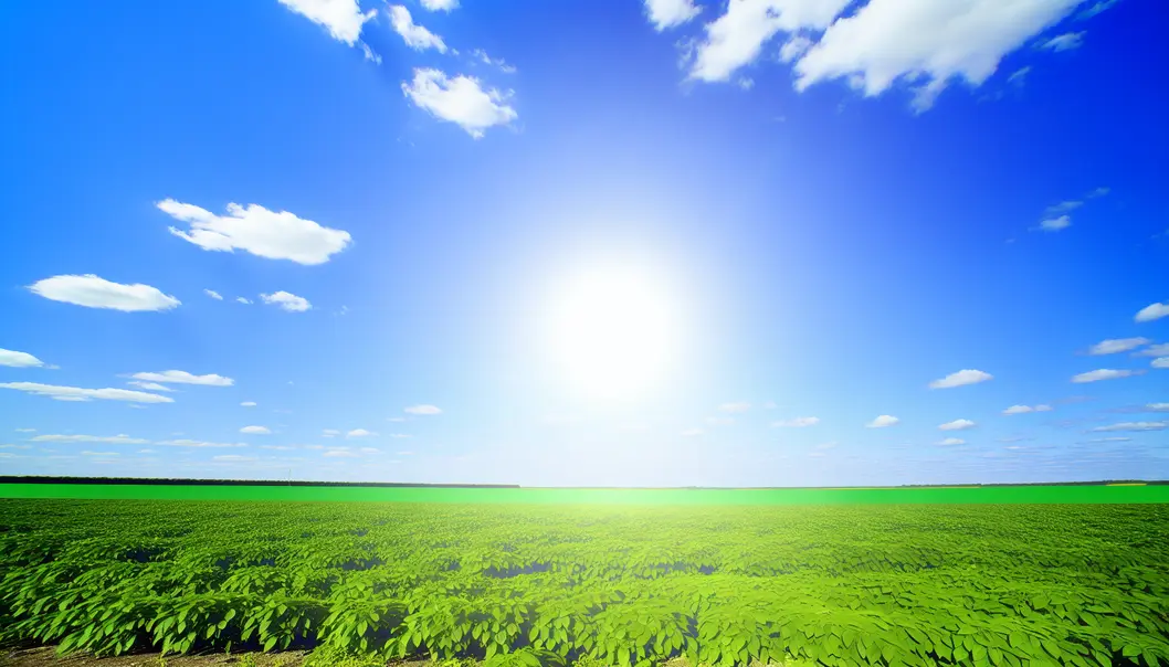A vibrant crop field representing successful fertilizer use for ideal plant growth.